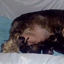 Girl 5 - female Miniature Schnauzer puppy in San Jose Area, California from Gargola's Miniature Schnauzers