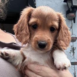 Nova - Red female Dachshund puppy in Chelsea, Oklahoma from Renee's Dachshund's
