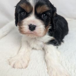 George - Black and tan male Cavalier King Charles Spaniel puppy in Seymour, Missouri from Painted Blessing's AKC Cavaliers LLC