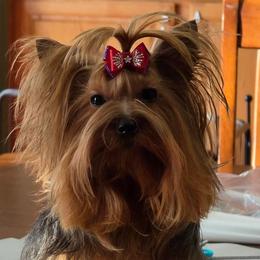 Star - Yorkshire Terrier