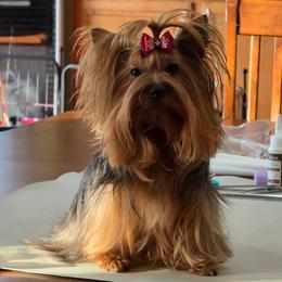 Star - Yorkshire Terrier