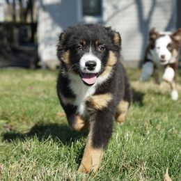 Hazel - Black tri female Miniature American Shepherd puppy in Holmesville, Ohio from Coffee Run Spring at Miller Farms