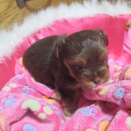 Yorkshire Terrier Puppies from Grandma's Yorkie Cottage