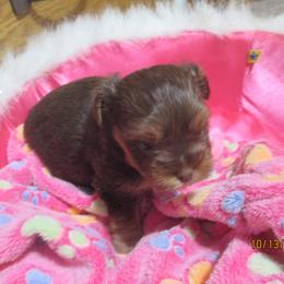 Yorkshire Terrier Puppies from Grandma's Yorkie Cottage