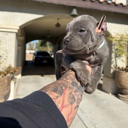 Cane Corso Puppies from ThinLine Cane Corso