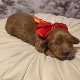 Male 1 - Red male Dachshund puppy in Romney, Indiana from Brown's Valley Dachshunds