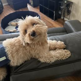 Maltipoo All Grown Up from Tiffany Akins