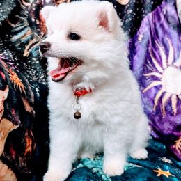 Bambi - White female American Eskimo Dog puppy in Live Oak, Florida from Pecan Ridge Puppies