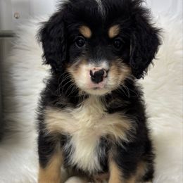 Girl 2-27 - Tri-color female Bernedoodle puppy in West Point, Iowa from Circle A Mini Goldendoodles and Mini Bernedoodles
