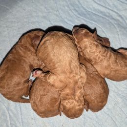 Poodle puppies from Morningstar Poodles