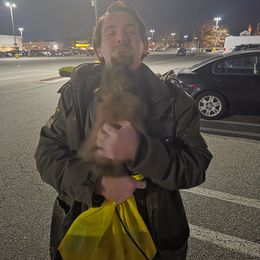 Boru - Black and tan male Shih Tzu puppy in Boston, Massachusetts from NFST IMPERIAL SHIHTZU PUPPIES