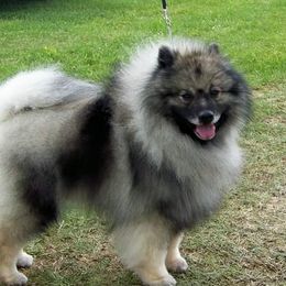 Spitfire - Keeshond