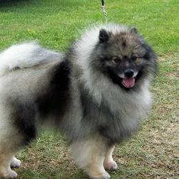 Spitfire - Keeshond