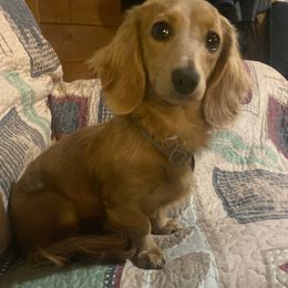 Pearl - Dachshund