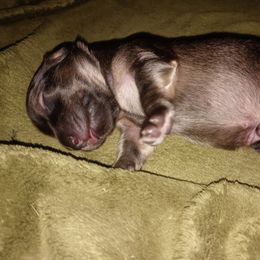 Dachshund Puppies from Michigan Rockin' Dachshunds