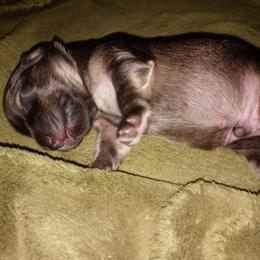 Dachshund Puppies from Michigan Rockin' Dachshunds