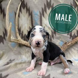 Evergreen - Blue merle male Catahoula Leopard Dog puppy in Huntsville, Arkansas from ArkieHoulas