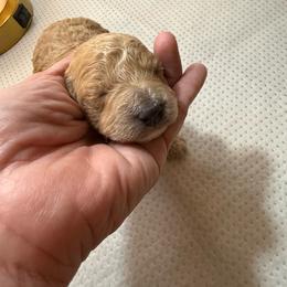 Devon - Apricot male Poodle puppy in Azle, Texas from Texas Kissed K9s