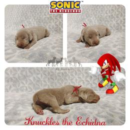 KNUCKLES THE ECHIDNA - Silver gray male Weimaraner puppy in Ferrum, Virginia from LAAT Weims