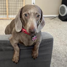 Charlee - Dachshund