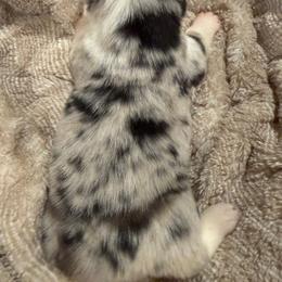 GxE26 spot male - Blue merle and white male American Corgi puppy in Heyworth, Illinois from Schumaker Corgis