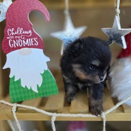 Boy 1 - Black and tan male Pomeranian puppy in Victorville, California from Star Kid Poms