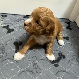 Twinkle (Pink) - Red  female Goldendoodle puppy in Newaygo, Michigan from West Michigan Doodles and Poodles