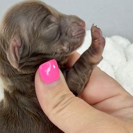 Amelia💜 - Chocolate and cream female Dachshund puppy in New Braunfels, Texas from 2 Knights Doxies