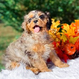 Indigo - Merle male Cavapoo puppy in Statesville, North Carolina from Doodle Babies