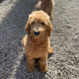 Poodle Puppies from FurEver Poodles