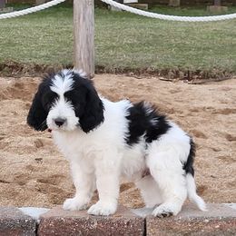 Bernedoodles from Daisey-Duke