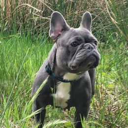 Marie Rose - French Bulldog