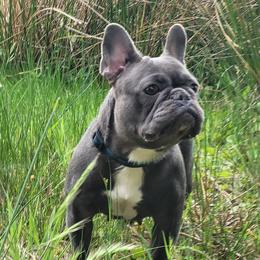 Marie Rose - French Bulldog
