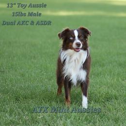 Miniature American Shepherd puppies from ATX Mini Aussies