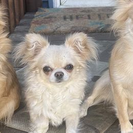 Daisy - Chihuahua