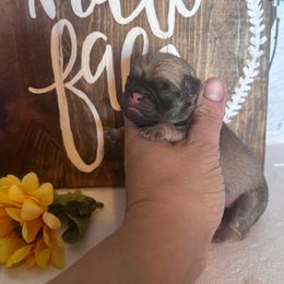 Brown collar - Fawn male Pug puppy in Tucson, Arizona from Furever Friends