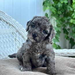 Ariel - Merle female Bernedoodle puppy in North Highlands, California from The Purrfectpups