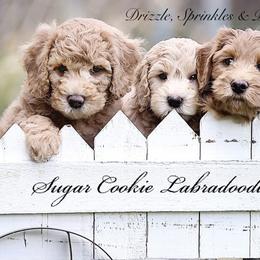 Australian Labradoodle Puppies from Sugar Cookie Australian Labradoodles