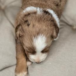 6 - Red merle male Miniature Australian Shepherd puppy in Lincoln, California from Elegant Aussies