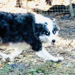 Tinker - Border Collie