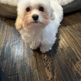 Beau - White male Maltipoo puppy in Royse City, Texas from Cleveland's Poodles