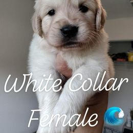 Girl 1 - Golden Retriever puppy in Ocala, Florida from Rosebud Goldens