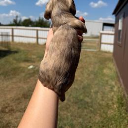 Buster - Cream male Dachshund puppy in Nashville, Arkansas from Cuddles n Curls