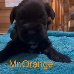 Orange boy - Black male Miniature Schnauzer puppy in Hickory Grove, South Carolina from Oopsie Doodles