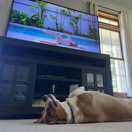 American Corgi and Pembroke Welsh Corgi Puppies from Beebe’s Corgis