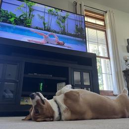 American Corgi and Pembroke Welsh Corgi Puppies from Beebe’s Corgis