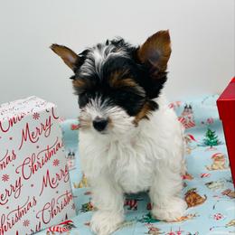 AKC - Ellie 3250 - Black tan and white female Biewer Terrier puppy in Douglas, Georgia from Heartland small breeds