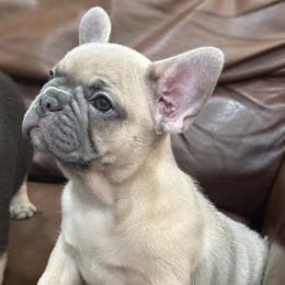 French Bulldog Puppies from Frenchie for you