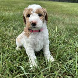 Goldendoodle Puppies from Central Kentucky Goldendoodles