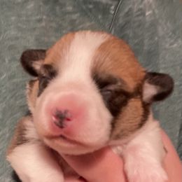 Four Leaf Farm Ida - Sable female Pembroke Welsh Corgi puppy in Coleta, Illinois from Four Leaf Farm- Vom Vierblättriges Bauernhof
